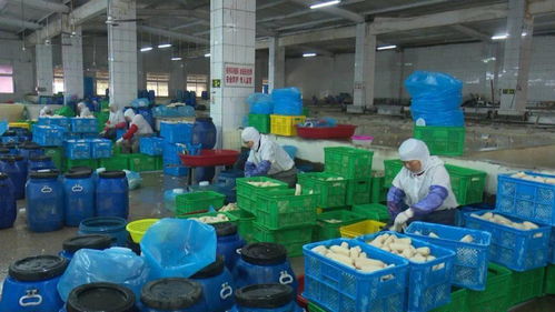 寶應(yīng)縣強(qiáng)化藕制品企業(yè)執(zhí)法檢查，依法整治藕渣亂倒問(wèn)題